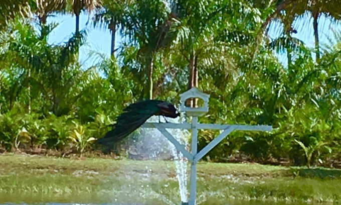 Bokeelia House | Very private, 3 decks, a pond with many birds. Island living, access to mainland