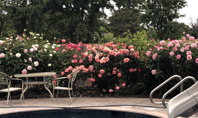 Napa House | Vineyard view in the Napa Valley Wine Country