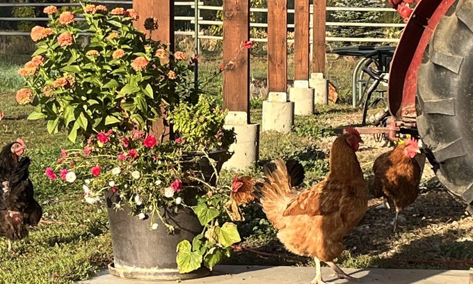 British Columbia Interior House | Waterside Poultry Ranch Barn Loft