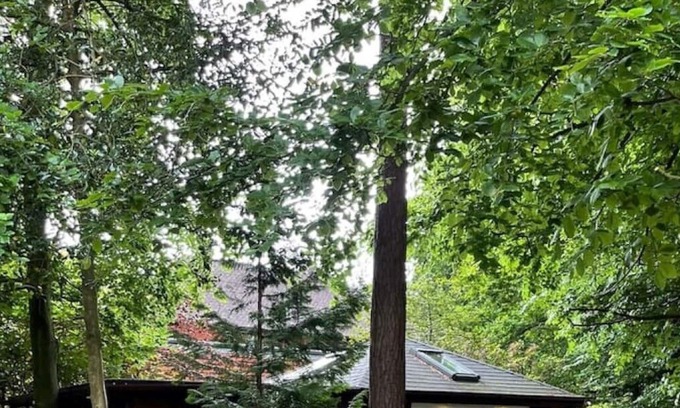 Southampton Cabin | Welcome to country Lodge surrounded by trees