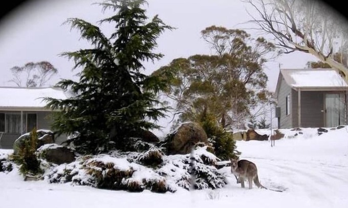 Jindabyne Cottage | Woodbury Park Jindabyne - luxury purpose built kennel for fur guests