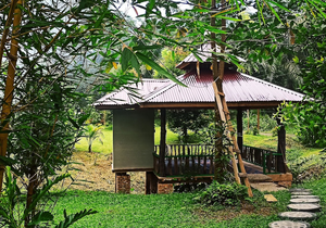 Green Forest Tangkahan