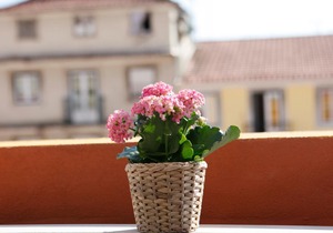 Flores Guest House