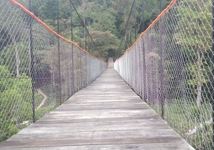 Green Forest Tangkahan