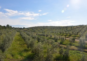 Il Podere di Marfisa