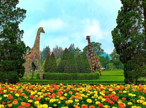 Puncak Resort | Cipanas