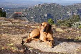 Matabeleland South Other | Shumba Shaba Lodge