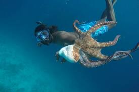 Mahibadhoo Bed & Breakfast | K Villas Maldives, Superior Bedroom,Mahibadhoo