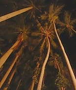 Coconut Grove House | JUNGLE HOME. MOON ROOM IN BUNGALOW.