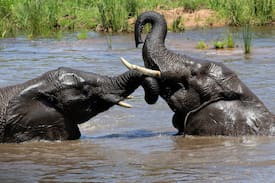 Vaalwater Villa | Tsheshepe Safari Lodge Welgevonden Game Reserve