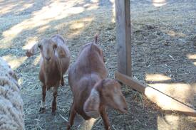 Solvang Other | Ballard Hill Ranch Los Olivos wine and camping