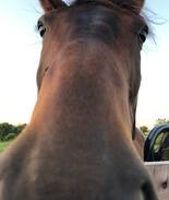 Nazareth House | Creekview Farm: Bourbon, Horses, and Sunsets