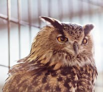 East Atlanta Other | Archimedes’ Nest at the Emu Ranch
