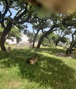 Sedini House | Casetta 4 tra gli alberi