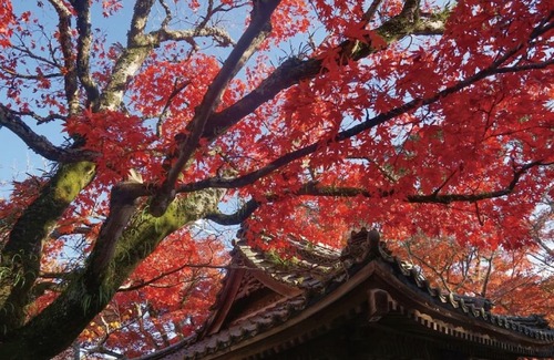 Shuzenji Hotel | Hostel Knot