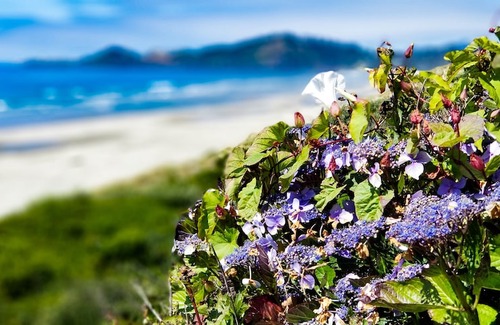 Newport Hotel | Nye Beach Condos & Cottages