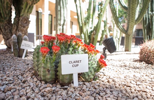 Mesa Hotel | Courtyard by Marriott Phoenix Mesa