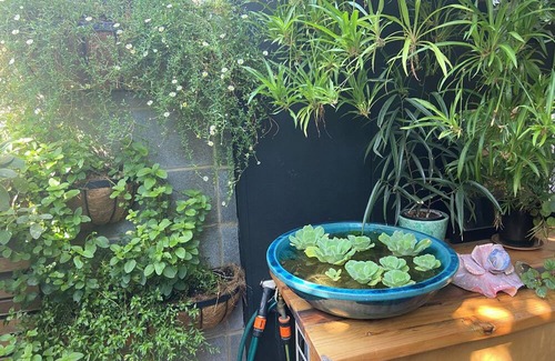 Coburg Apartment | Quiet Urban Oasis. Central to both City and Parkland. Easy Ground floor access