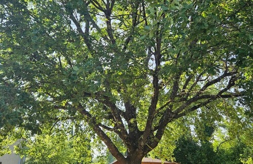 Saint-Cezaire-sur-Siagne House | ~LOW PRICE~ Small haven of peace in the countryside. Pets welcome!