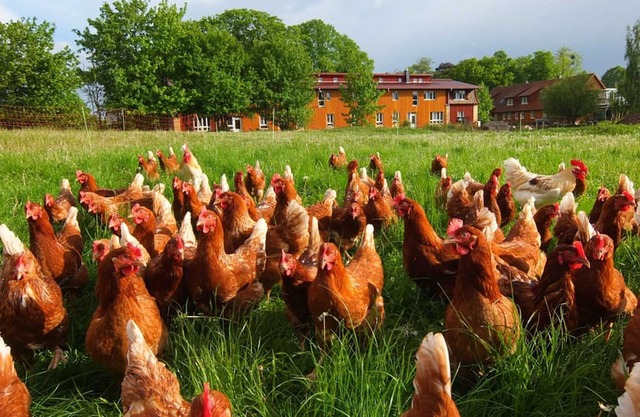 Saal - Vacation on the organic farm