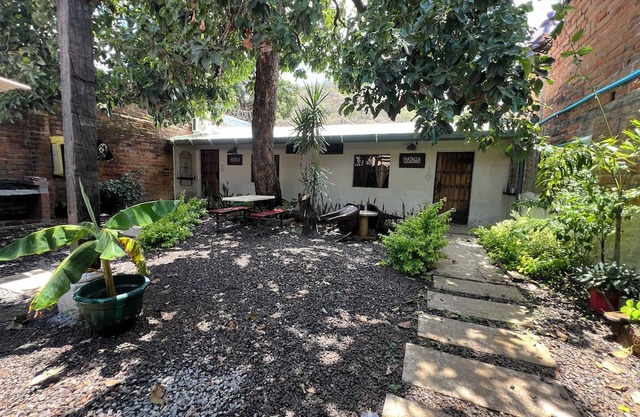 Casa Aguacate (an adventure under the tree)