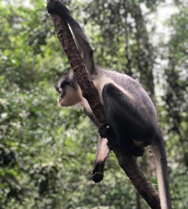 SumatraOrangutanDiscoveryVilla