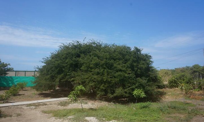 Papare House | Rent a hammock in the tree