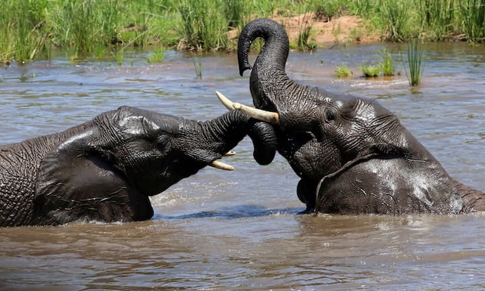 Vaalwater Villa | Tsheshepe Safari Lodge Welgevonden Game Reserve
