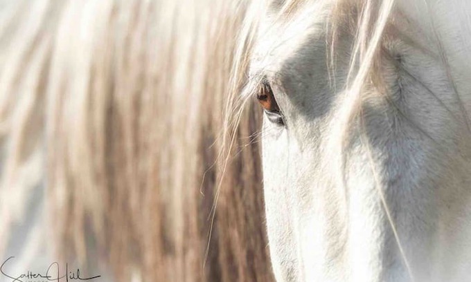 Madison House | Windcroft Stables in the White Mountains