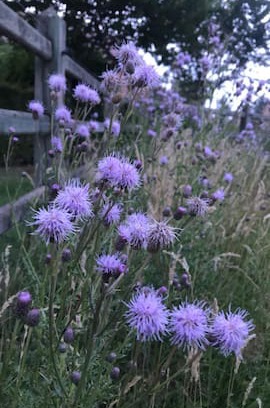 Chievres Other | Nature and peaceful environment
