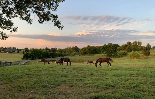Nazareth House | Creekview Farm: Bourbon, Horses, and Sunsets